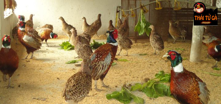 Chim trĩ đỏ