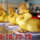 Gà Cúng Size 2kg -2.2kg 6 ga cung size 2kg